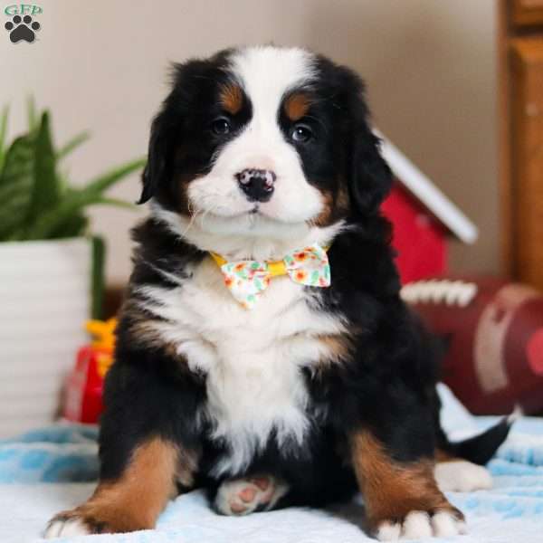 TJ, Bernese Mountain Dog Puppy